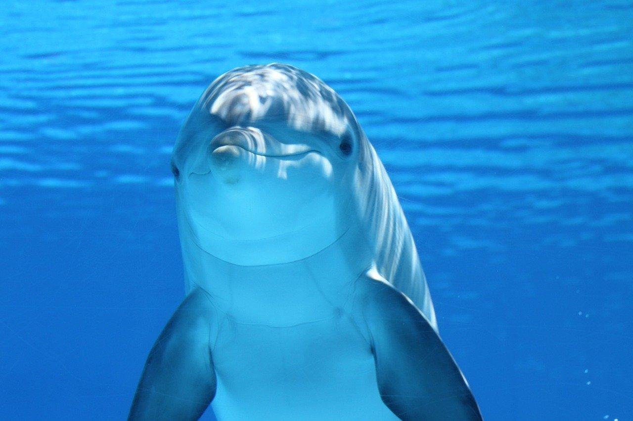 dolphin 203875 1280